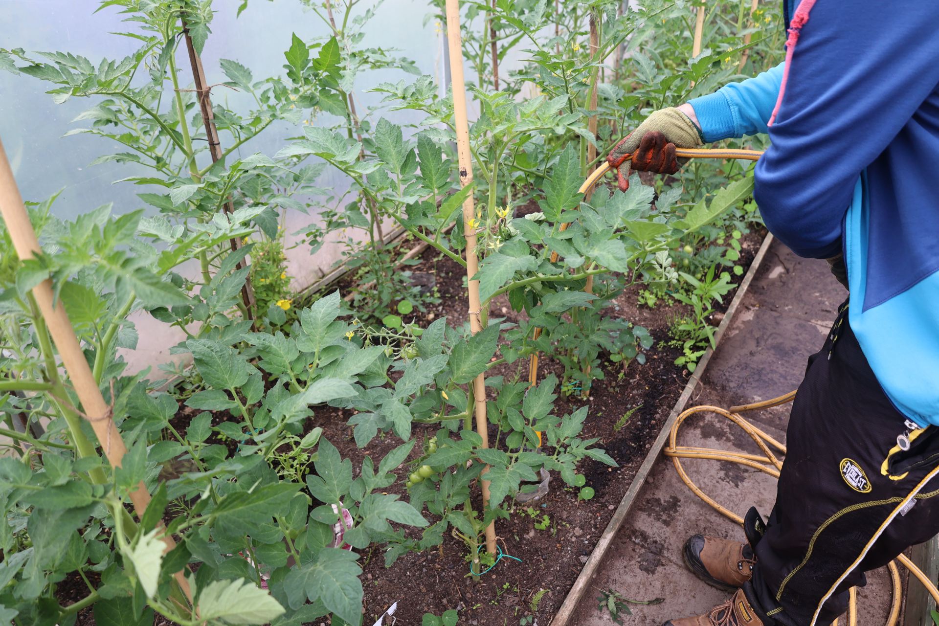 Image of person's arm watering tomato plants in a poly tunnel