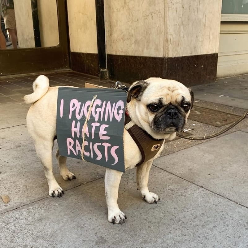 Ephemera image of a pug wearing a sign saying 'I pugging hate racists' featured on Word on the Street Archive